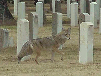 A Volunteer Searches for Veterans' Graves